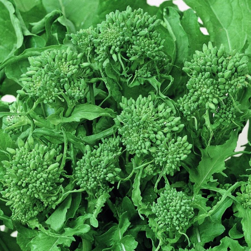 Broccoli Raab Seeds - Spring Rapini, ORGANIC - Sow True Seed