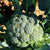 Broccoli Seeds - Di Ciccio, ORGANIC - Sow True Seed