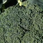 Broccoli Seeds - Di Ciccio, ORGANIC - Sow True Seed