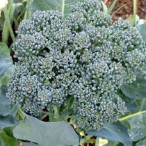 Broccoli Seeds - Di Ciccio, ORGANIC - Sow True Seed