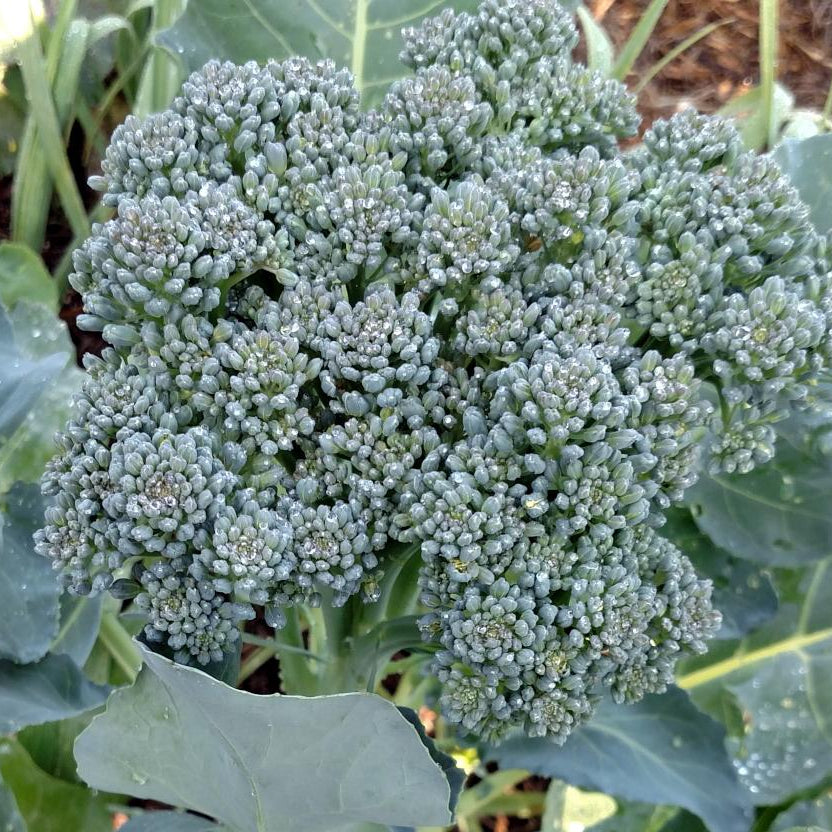 Broccoli Seeds - Di Ciccio, ORGANIC - Sow True Seed