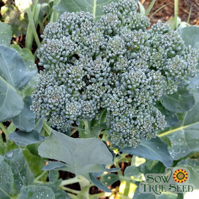 Broccoli Seeds - Di Ciccio, ORGANIC