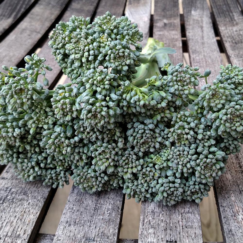 Broccoli Seeds - Green Sprouting Calabrese - Sow True Seed