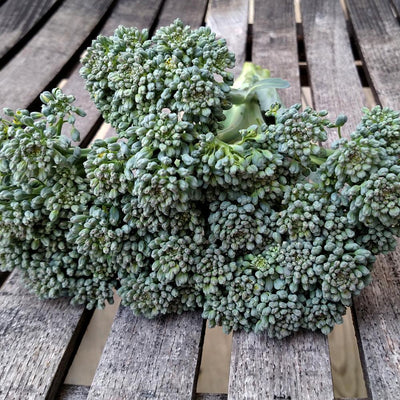 Broccoli Seeds - Green Sprouting Calabrese