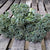 Broccoli Seeds - Green Sprouting Calabrese - Sow True Seed