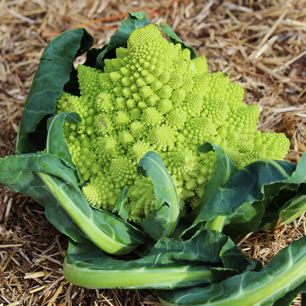 Broccoli seeds - Romanesco | Organic | Sow True Seed | Open- Pollinated