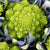Broccoli Seeds - Romanesco, ORGANIC - Sow True Seed
