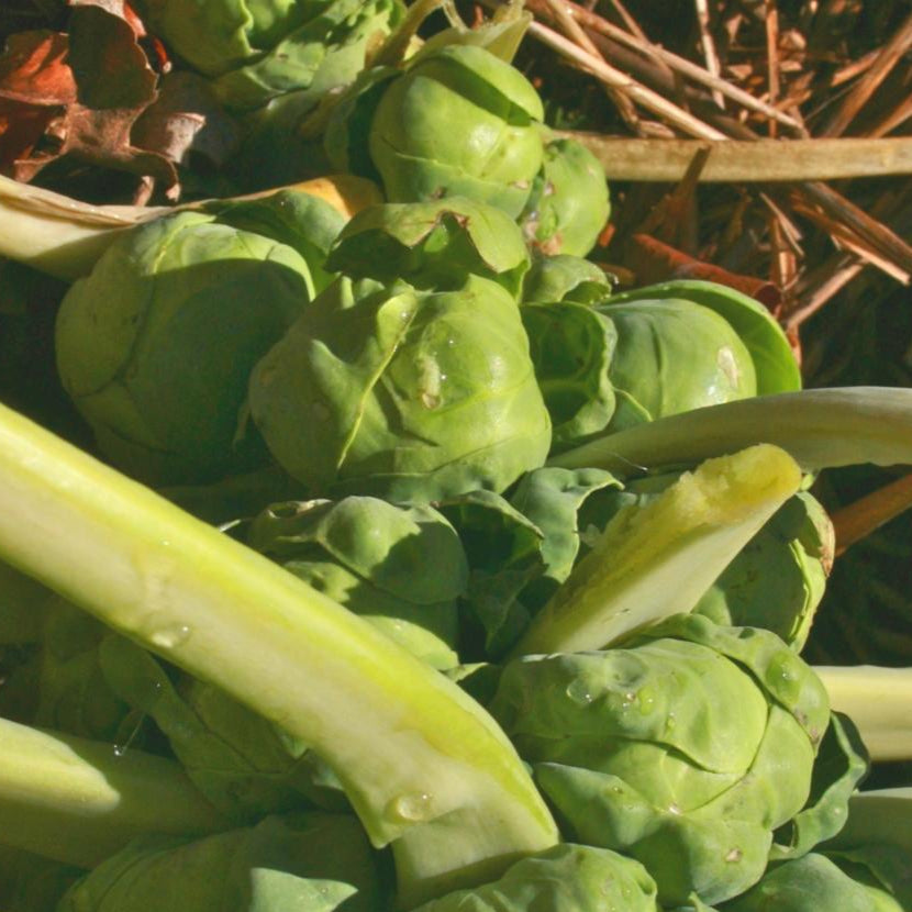 Brussels Sprouts Seeds - Long Island Improved - Sow True Seed