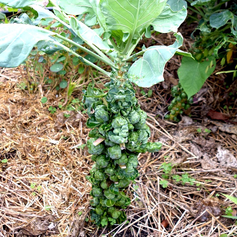 Brussel Sprouts Seeds - Catskill - Sow True Seed