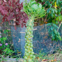 Brussels Sprouts Seeds - Long Island Improved - Sow True Seed