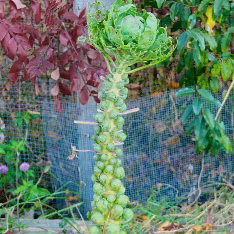 Brussels Sprouts Seeds - Long Island Improved - Sow True Seed