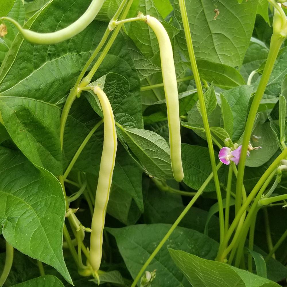 Bush Bean - Cherokee Wax - Sow True Seed
