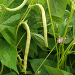 Bush Bean - Cherokee Wax - Sow True Seed