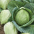 Cabbage Seeds - Charleston Wakefield - Sow True Seed