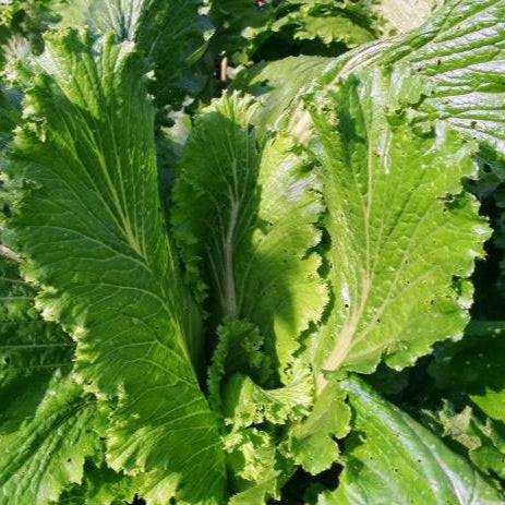 Chinese Cabbage Seeds - Michihli - Sow True Seed