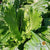 Chinese Cabbage Seeds - Michihli - Sow True Seed