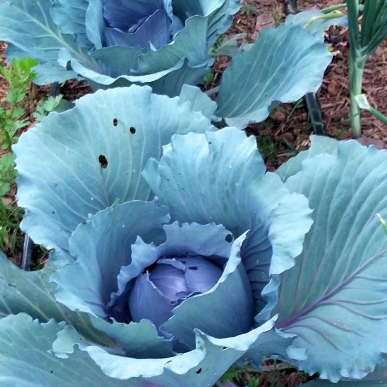 Cabbage Seeds - Red Acre - Sow True Seed