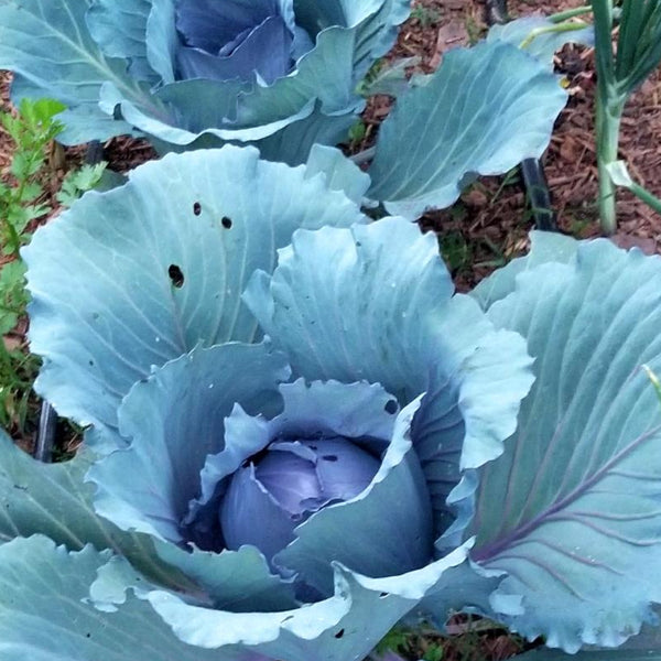 cabbage seeds from plant Cabbage seeds - Red Acre | Sow True Seed