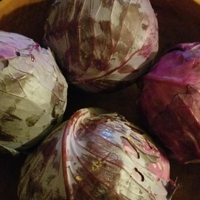 planting red cabbage seeds Cabbage seeds - Red Acre | Sow True Seed