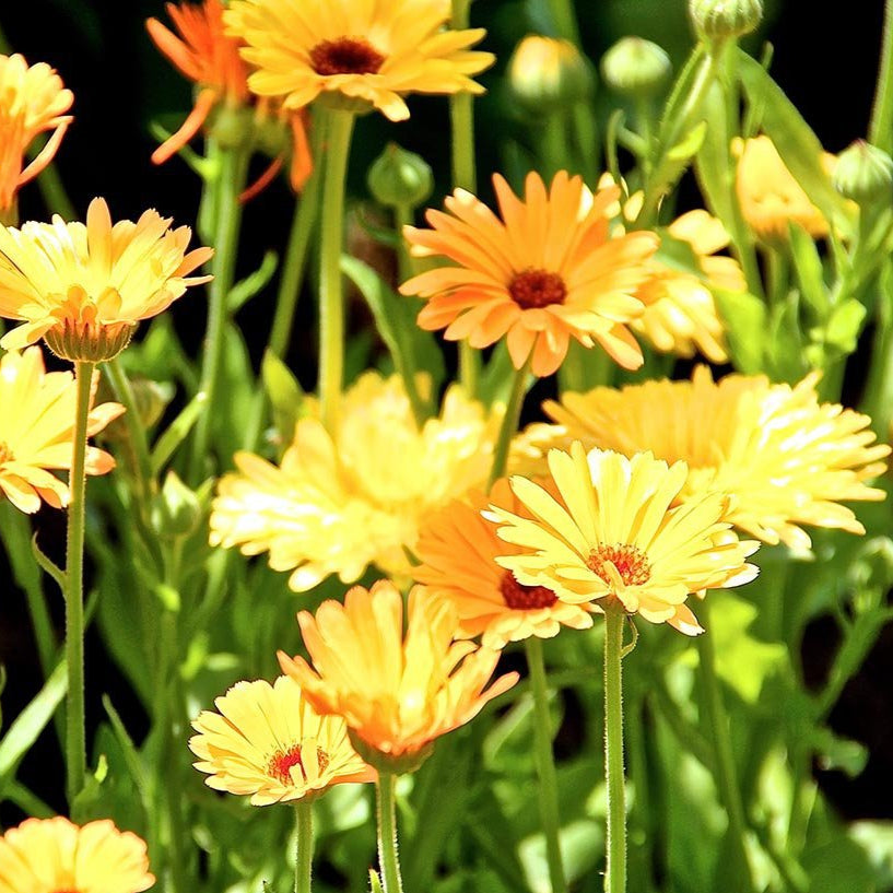 Calendula Seeds - Pacific Beauty - Sow True Seed