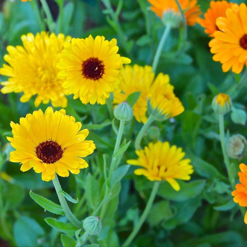 Calendula Seeds - Pacific Beauty - Sow True Seed