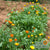Calendula Seeds - Resina - Sow True Seed