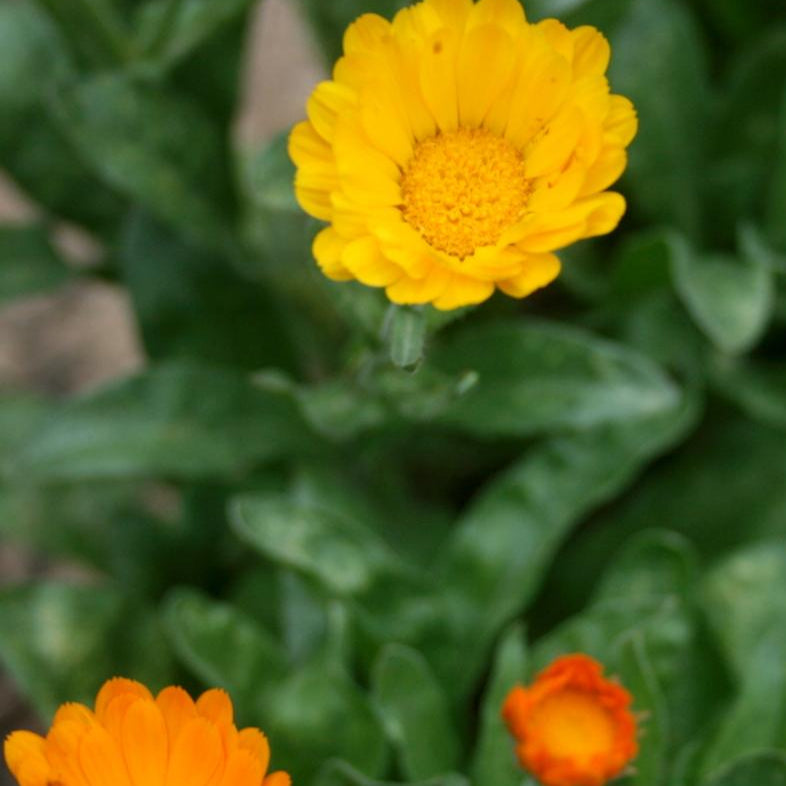 Calendula Seeds - Resina - Sow True Seed