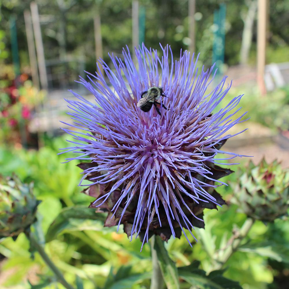 Cardoon Seed - Large Smooth Cardoon - Sow True Seed