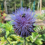 Cardoon Seed - Large Smooth Cardoon - Sow True Seed