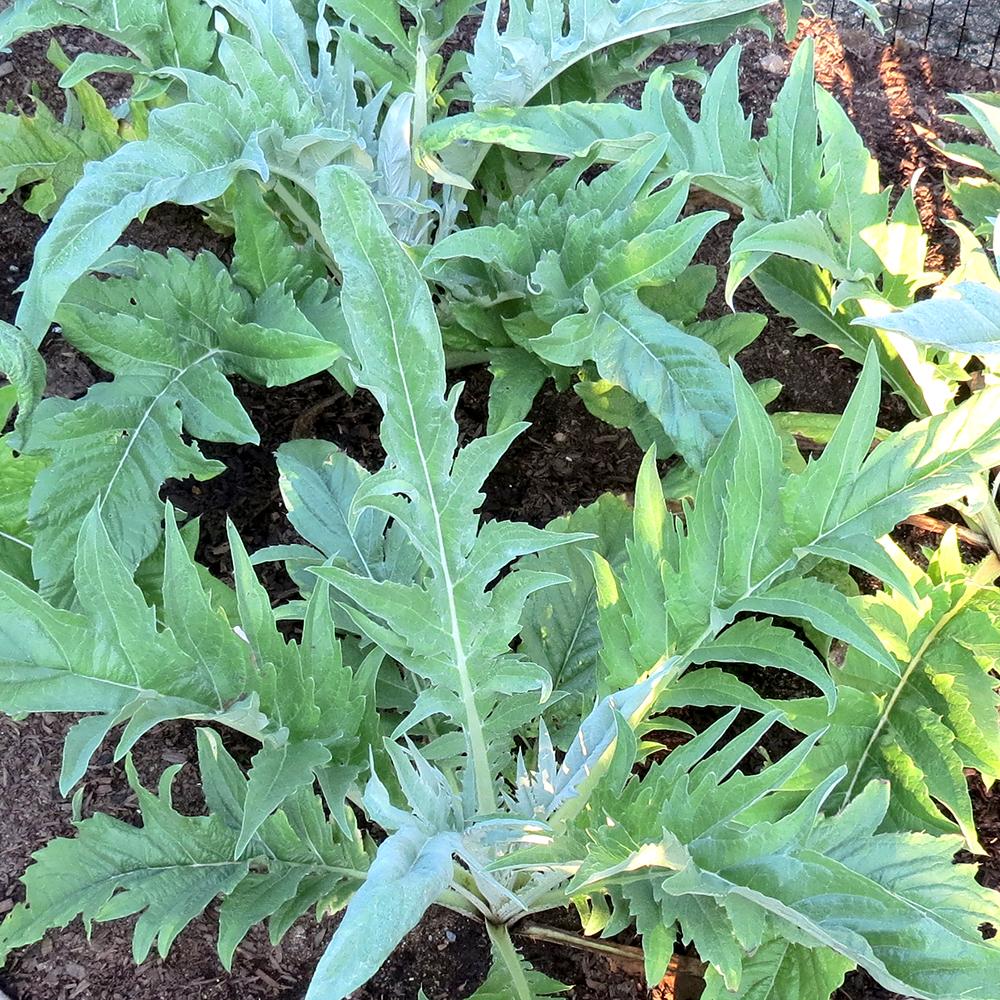 Cardoon Seeds - Large Smooth | Sow True Seed