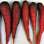 Carrot Seeds - Cosmic Purple - Sow True Seed