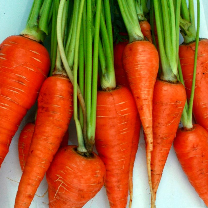 Carrot Seeds - Danvers 126, ORGANIC - Sow True Seed