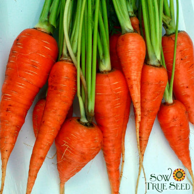 Carrot Seeds - Danvers 126, ORGANIC