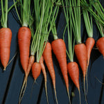 Carrot Seeds - Danvers 126, ORGANIC - Sow True Seed