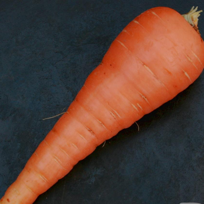 Carrot Seeds - Danvers 126, ORGANIC - Sow True Seed