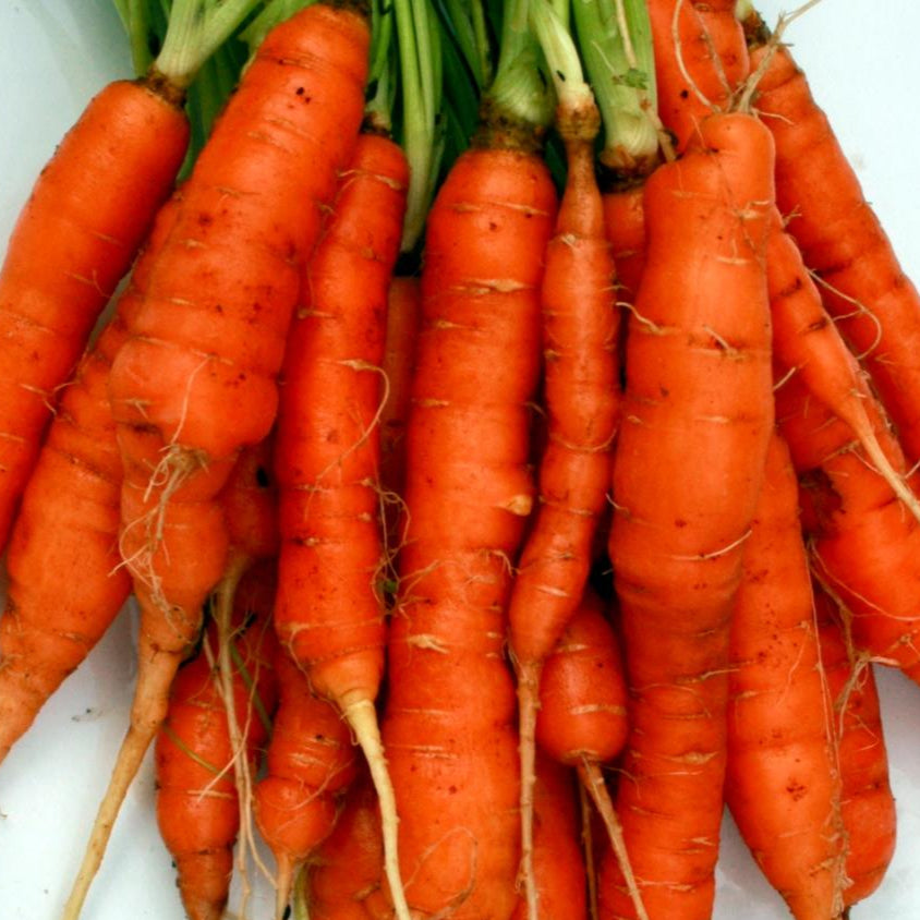 Carrot Seeds - Little Finger, ORGANIC - Sow True Seed