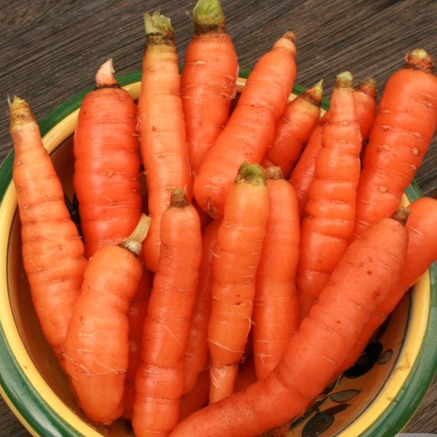 Carrot Seeds - Little Finger, ORGANIC - Sow True Seed