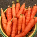 Carrot Seeds - Little Finger, ORGANIC - Sow True Seed