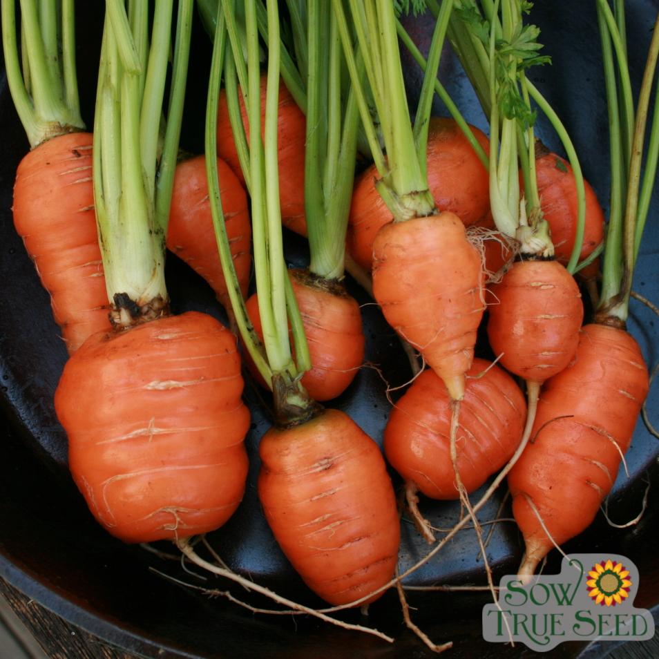 Carrot Seeds - Red Core Chantenay - Sow True Seed