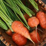 Carrot Seeds - Red Core Chantenay - Sow True Seed