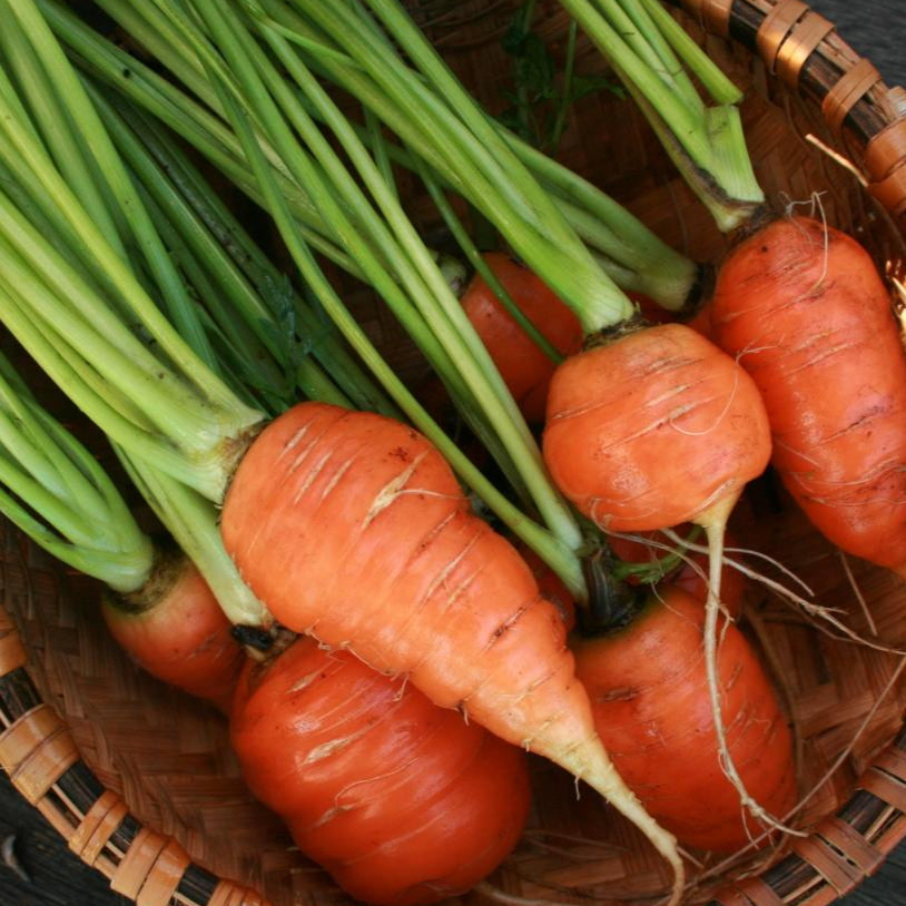 Carrot Seeds - Red Core Chantenay - Sow True Seed