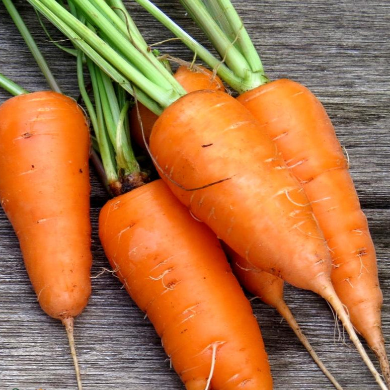 Carrot Seeds - Shin Kuroda - Sow True Seed