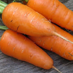 Carrot Seeds - Shin Kuroda - Sow True Seed