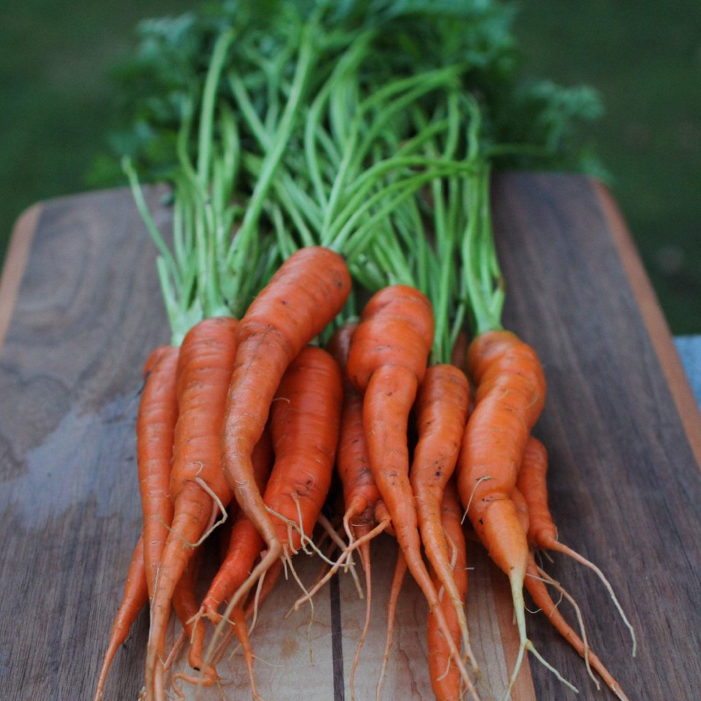 1,000 Heirloom Tendersweet Carrot Seeds - Organic Non-GMO, Sweet & Tender, Harvested Fall 2024
