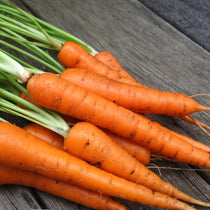 Carrot Seeds - Tendersweet, ORGANIC - Sow True Seed