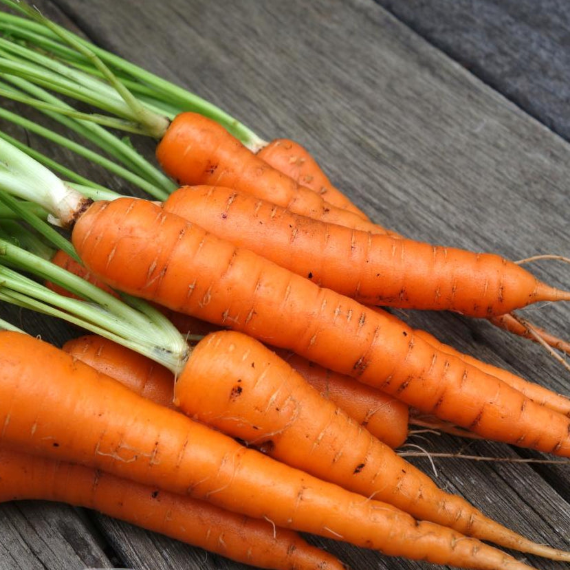 Carrot Seeds - Tendersweet, ORGANIC - Sow True Seed