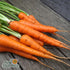 Carrot Seeds - Tendersweet, ORGANIC