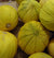 Melon Seeds - Golden Beauty Casaba - Sow True Seed