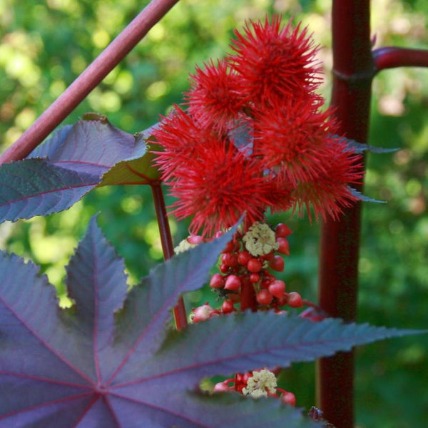 Flower Seeds - Castor Bean Mix | Sow True Seed