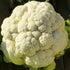 Cauliflower Seeds - Snowball Y Improved